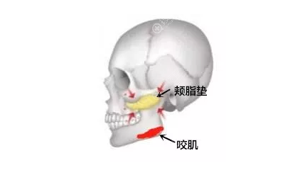 上海首尔丽格颊脂垫位置图片