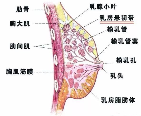乳房里面的结构图图片